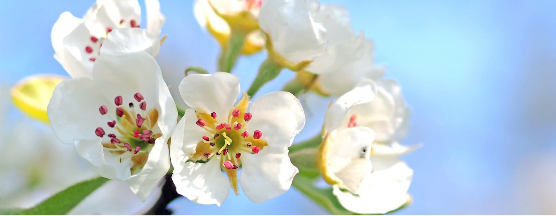 Lente