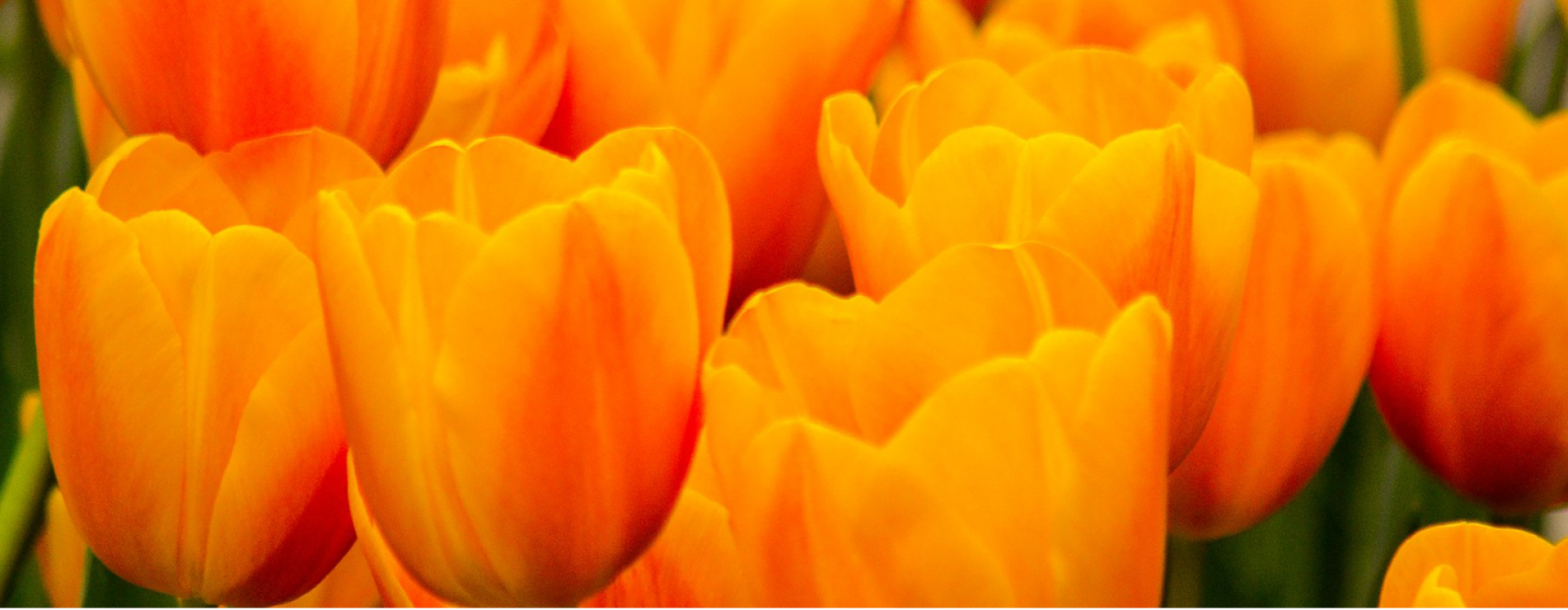 Koningsdag 