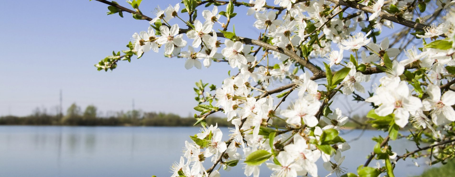 Betuwe_foto