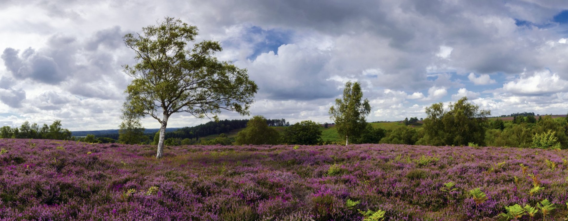 Veluwe_foto