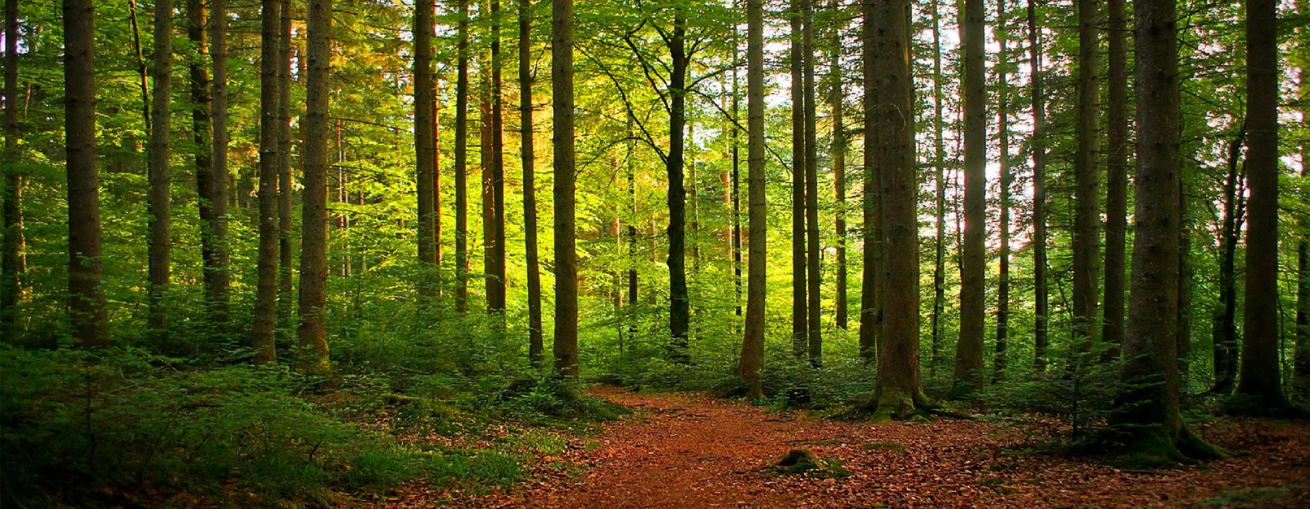 Subfoto
