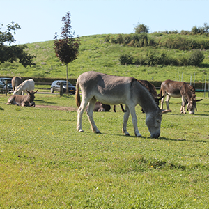 De_Vrijetijdkrant_kinderboerderijen_Achterhoek_Ezelstal_de_Edelingen_Zelhem