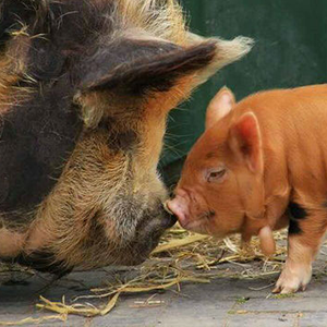 De_Vrijetijdkrant_kinderboerderijen_Achterhoek_kinderboerderij_engbergen_gendringen
