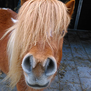 De_Vrijetijdkrant_kinderboerderijen_Liemers_Kinderboerderij_Didam