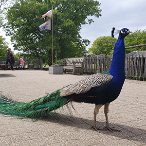 De_Vrijetijdkrant_kinderboerderijen_Rijk_van_Nijmegen_Kinderboerderij_De_Goffert