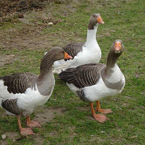 De_Vrijetijdkrant_kinderboerderijen_Rijk_van_Nijmegen_Kinderboerderij_Hof_van_Kaatje