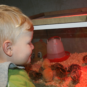 De_Vrijetijdkrant_kinderboerderijen_Rijk_van_Nijmegen_Kinderboerderij_Kobus
