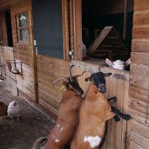 De_Vrijetijdkrant_kinderboerderijen_Utrecht_Dierenweide_de_Kraal