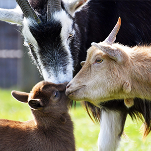 De_Vrijetijdkrant_kinderboerderijen_Utrecht_Stadsboerderij_De_Griftsteede