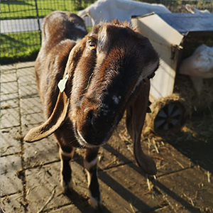 De_Vrijetijdkrant_kinderboerderijen_Utrecht_Stadsboerderij_Steede_Hoge_Woerd