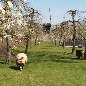 De_Vrijetijdkrant_kinderboerderijen_Utrecht_kinderboerderij_IJsselstee