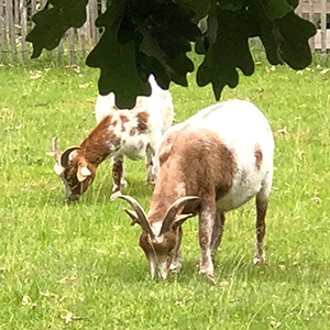 De_Vrijetijdkrant_kinderboerderijen_Utrecht_kinderboerderij_de_Schaapskooi_Bilthoven