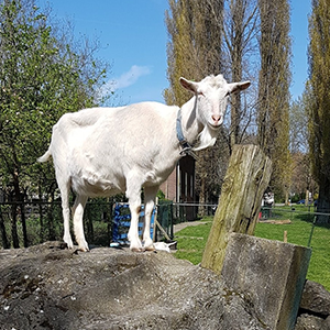 De_Vrijetijdkrant_kinderboerderijen_Utrecht_kinderboerderij_nieuw_rotsoord