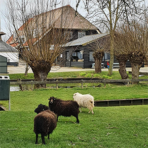 De_Vrijetijdkrant_kinderboerderijen_in_de_betuwe_kinderboerderij_de_heuvel_in_culemborg