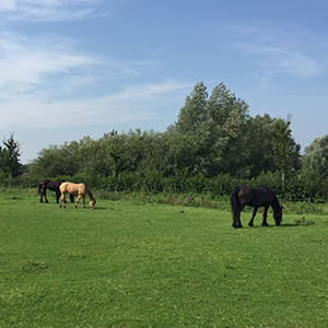De_Vrijetijdkrant_kinderboerderijen_in_de_betuwe_zorg_en_kinderboerderij_overbetuwe