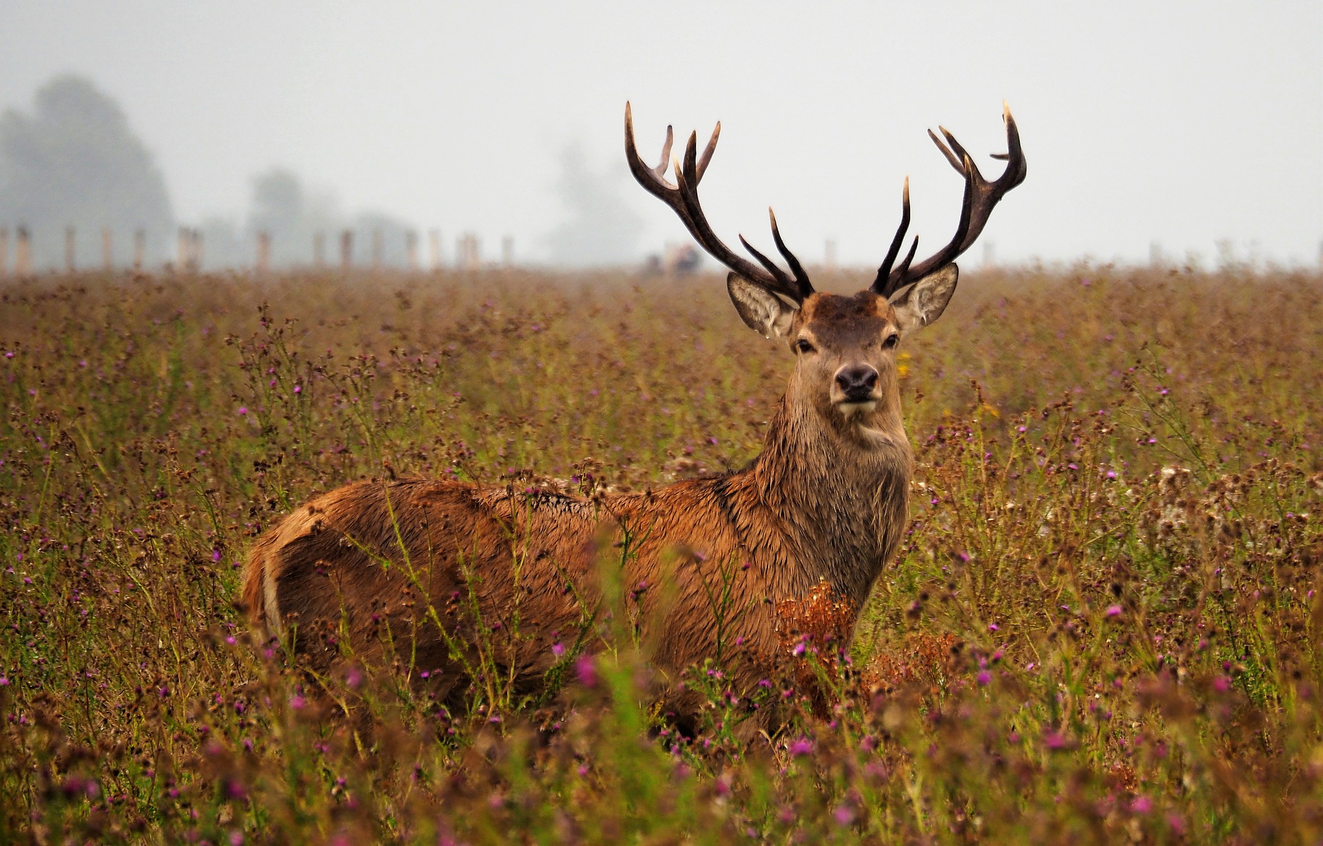 De_Vrijetijdkrant_top_5_bezienswaardigheden_Flevoland_Oostvaardersplassen